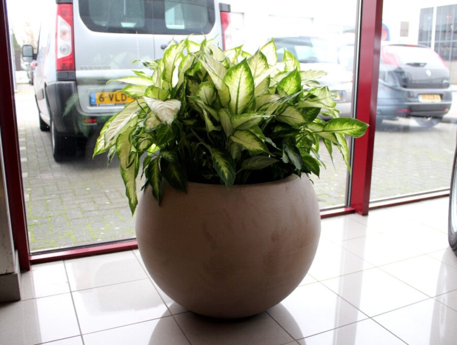 Robs-grote-tuinverbouwing-11